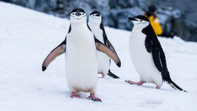 Следующим обновлением Linux станет версия 7.0