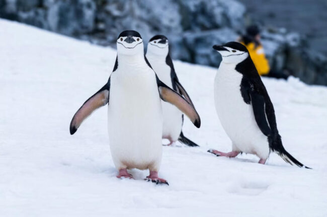 Следующим обновлением Linux станет версия 7.0